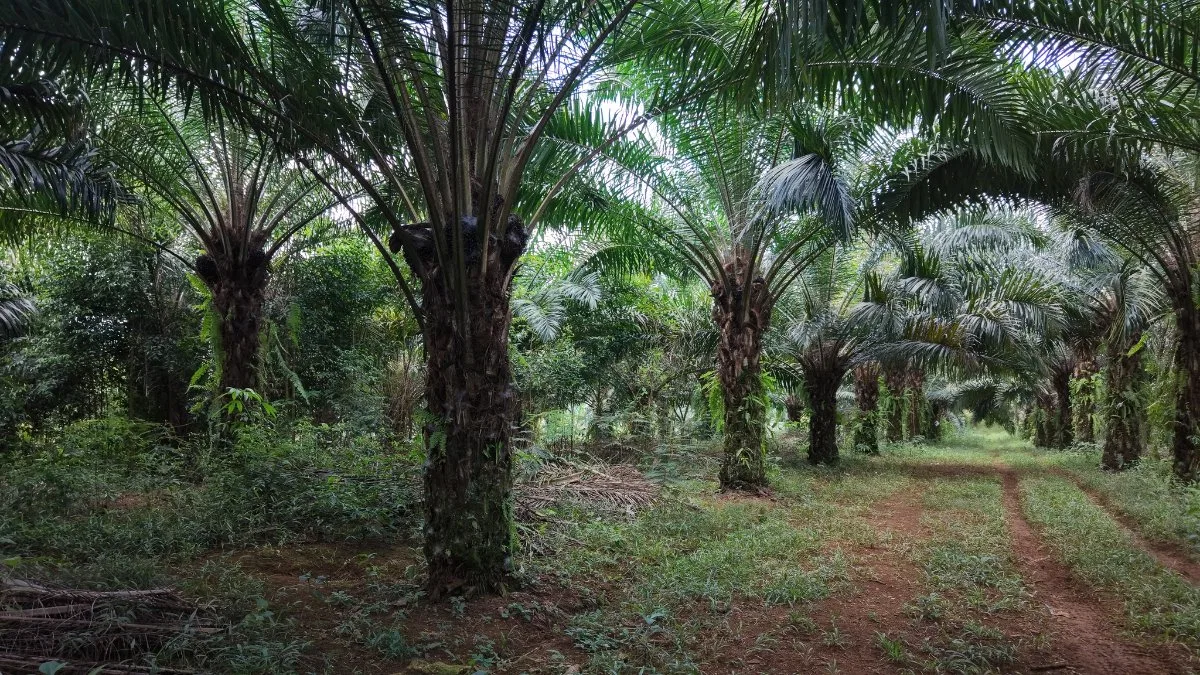 VENTA DE FINCA AGRICOLA DE 6,74 HA CON PALMA AFRICANA EN SAN PEDRO, PEREZ ZELEDON - Venta en Pérez Zeledón, photo 2