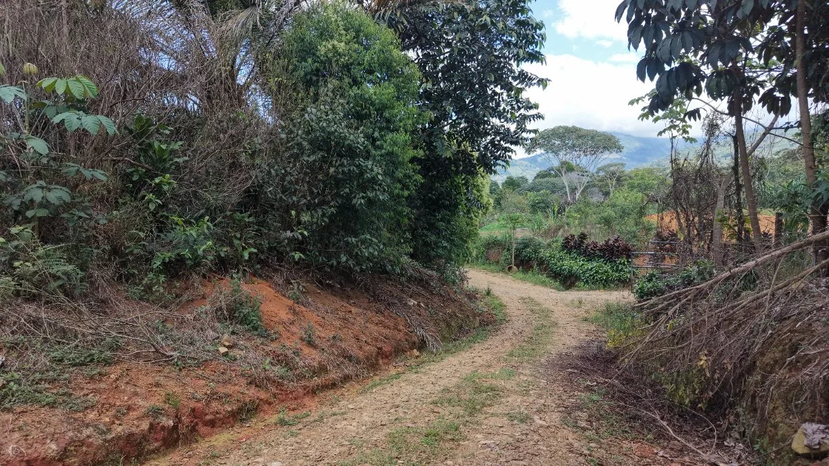 VENTA DE FINCA AGRICOLA DE 6,74 HA CON PALMA AFRICANA EN SAN PEDRO, PEREZ ZELEDON - Venta en Pérez Zeledón, photo 3