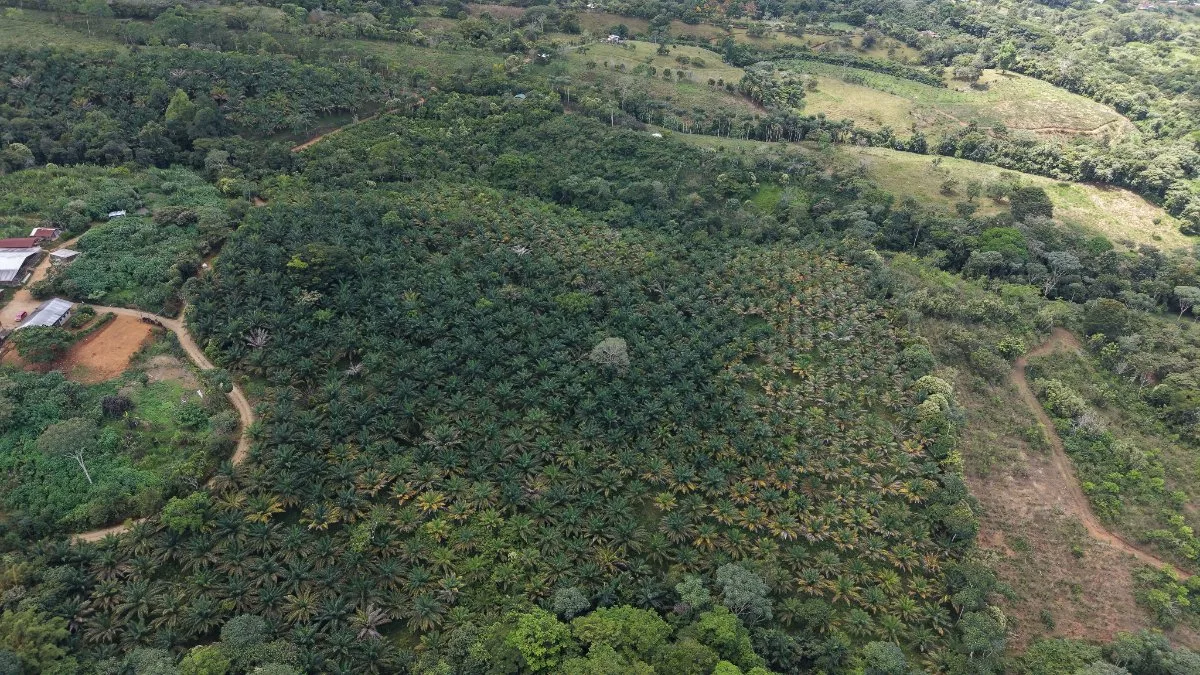 VENTA DE FINCA AGRICOLA DE 6,74 HA CON PALMA AFRICANA EN SAN PEDRO, PEREZ ZELEDON - Venta en Pérez Zeledón, photo 4