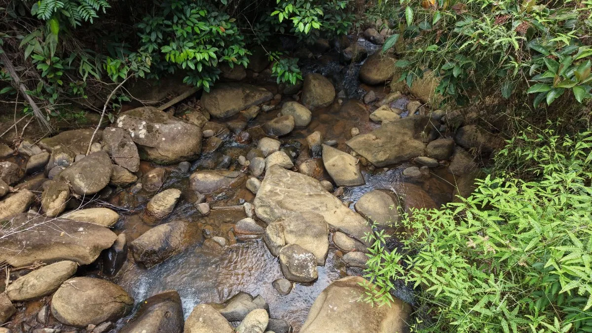 VENTA DE FINCA AGRICOLA DE 6,74 HA CON PALMA AFRICANA EN SAN PEDRO, PEREZ ZELEDON - Venta en Pérez Zeledón, photo 5