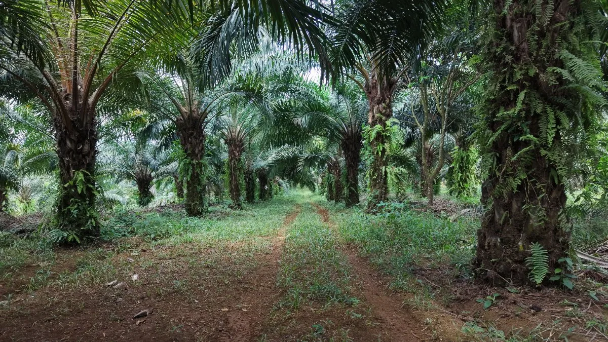 VENTA DE FINCA AGRICOLA DE 6,74 HA CON PALMA AFRICANA EN SAN PEDRO, PEREZ ZELEDON - Venta en Pérez Zeledón, photo 6