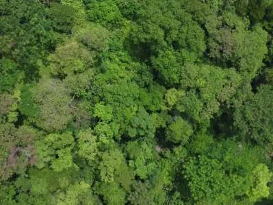 Lote  listo para construir en la jungla, con brisas marinas en el corredor de vida silvestre, photo 4