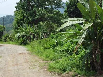 Lote  listo para construir en la jungla, con brisas marinas en el corredor de vida silvestre, photo 6
