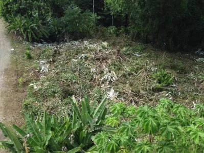 Lote  listo para construir en la jungla, con brisas marinas en el corredor de vida silvestre, photo 8