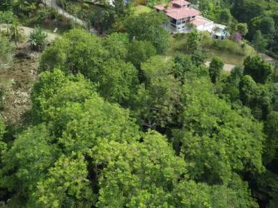 Lote  listo para construir en la jungla, con brisas marinas en el corredor de vida silvestre, photo 10