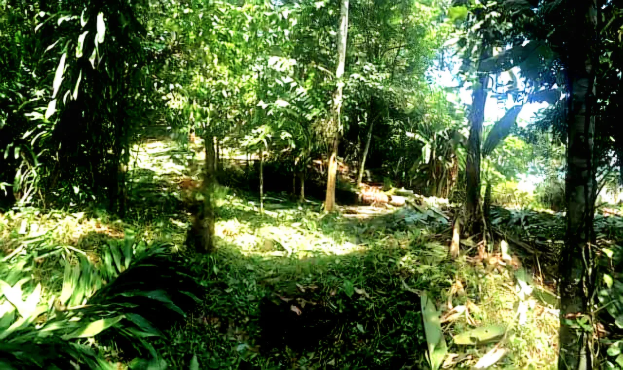 Venta Finca 38329 m2 frente a Playa UVita, photo 3