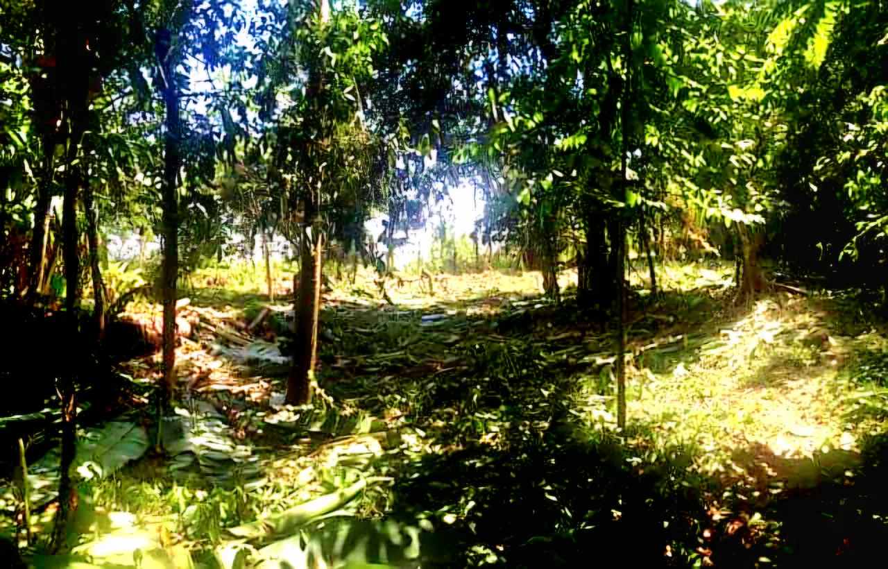 Venta Finca 38329 m2 frente a Playa UVita, photo 4