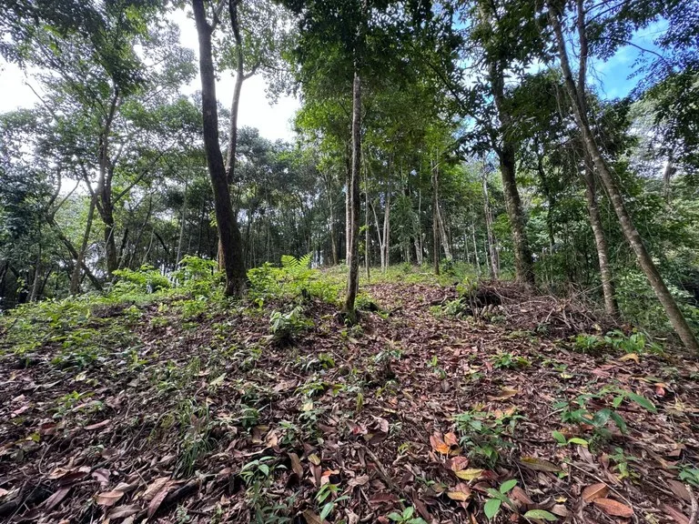 0.5 ACRES – Ocean View Property 1 Min Off Paved Highway In Escaleras Minutes To Dominical And Uvita!!!: Near the Coast and Mountain Home Construction Site For Sale in Dominical, photo 3