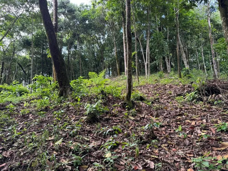 0.5 ACRES – Ocean View Property 1 Min Off Paved Highway In Escaleras Minutes To Dominical And Uvita!!!: Near the Coast and Mountain Home Construction Site For Sale in Dominical, photo 4