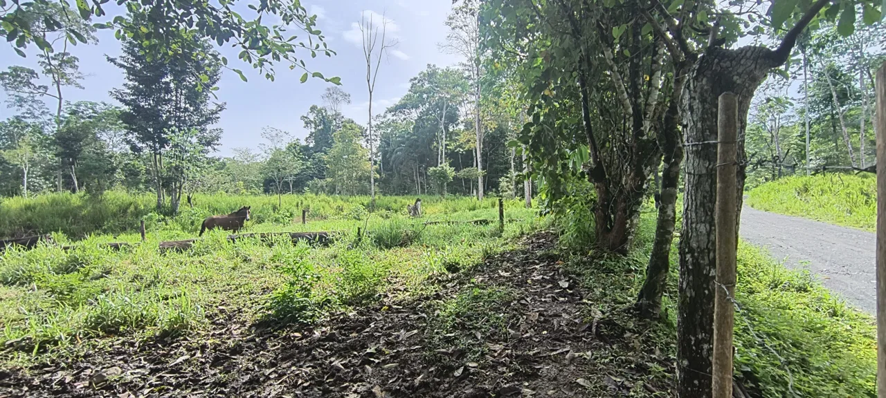 Land for sale 20,000 m² (4.94 acres) — Puerto Jiménez, El Tigre - REMAX Jungle Properties | Pavones Golfito Real Estate