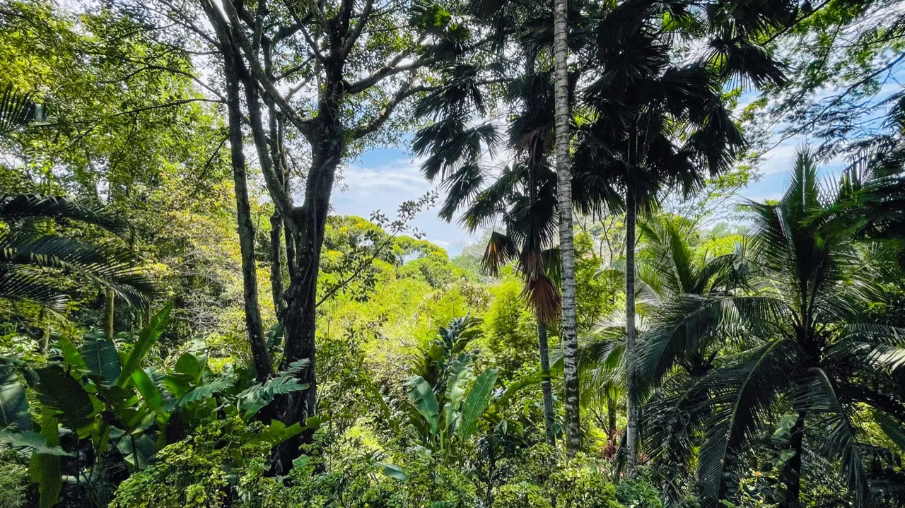 JUNGLE VIEW 2 BEDROOM HOME IN DOMINICAL, photo 17