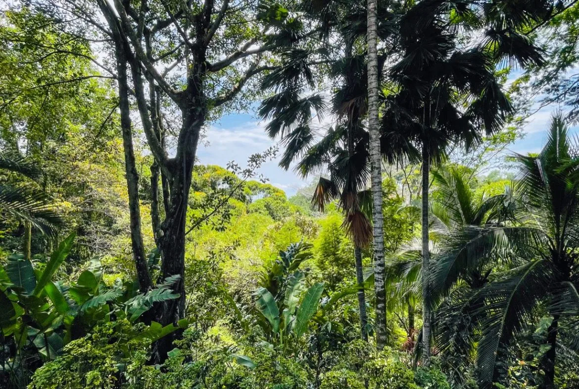 JUNGLE VIEW 2 BEDROOM HOME IN DOMINICAL, photo 18