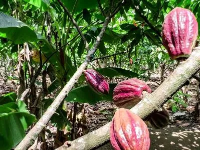 Prospera Finca Comercial de Cacao de 17,9 hectáreas, Mata Plátano, Oportunidad de Negocio