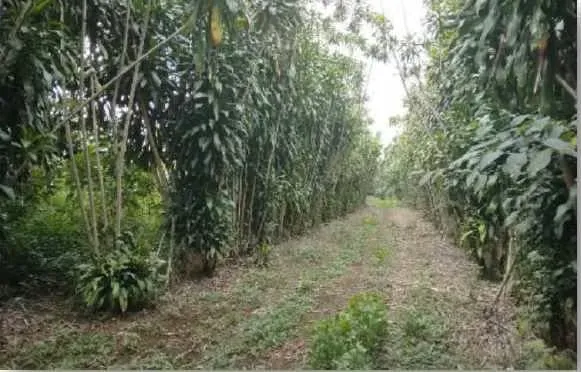 Terrenos en Heredia, Santa Bárbara, San Juan, photo 4