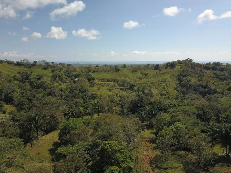 Agricultural Land in Parrita, photo 3