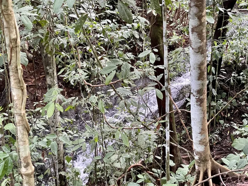 Land For Sale in Dominical, photo 7