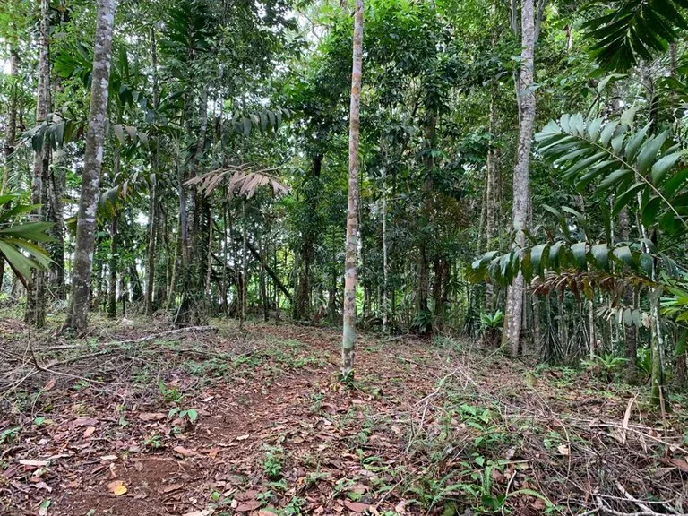 Ocean View Forest Reserve with Private Homesite Near Tinamastes, photo 13