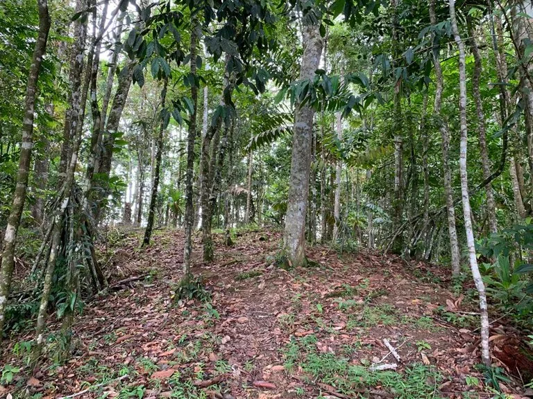 Ocean View Forest Reserve with Private Homesite Near Tinamastes, photo 14
