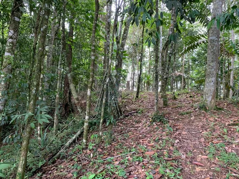 Ocean View Forest Reserve with Private Homesite Near Tinamastes, photo 15