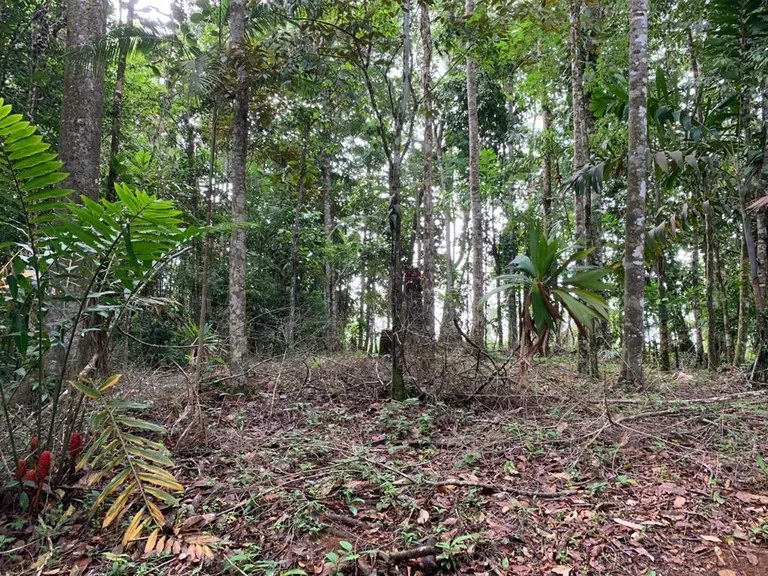 Ocean View Forest Reserve with Private Homesite Near Tinamastes, photo 9