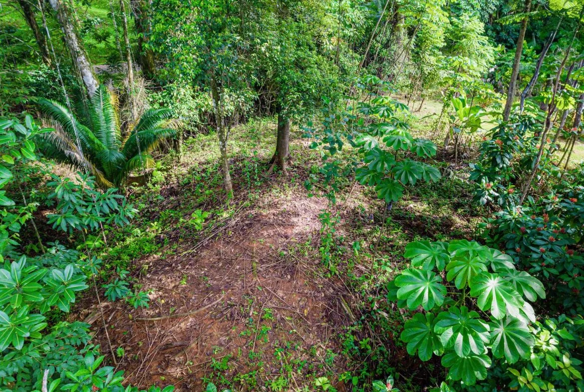 BUILDING JUNGLE PROPERTY WITH TREES VIEWS, IN OJOCHAL – 0.32 ACRES, photo 2