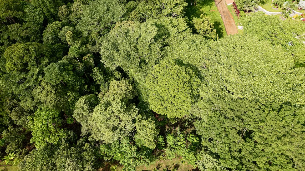 BUILDING JUNGLE PROPERTY WITH TREES VIEWS, IN OJOCHAL – 0.32 ACRES, photo 13