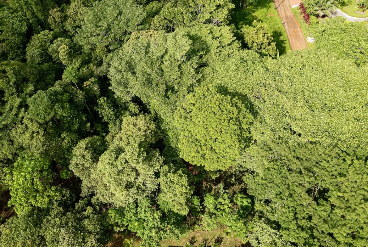 BUILDING JUNGLE PROPERTY WITH TREES VIEWS, IN OJOCHAL – 0.32 ACRES, photo 14