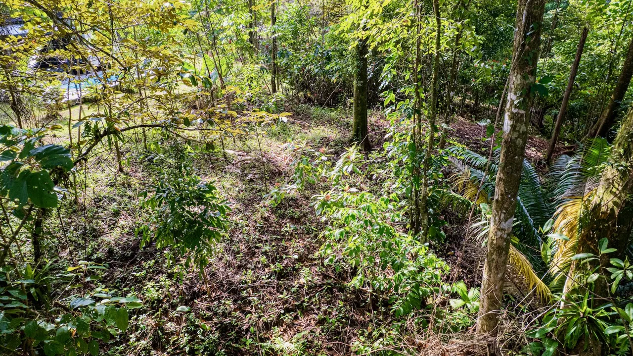 BUILDING JUNGLE PROPERTY WITH TREES VIEWS, IN OJOCHAL – 0.32 ACRES, photo 17