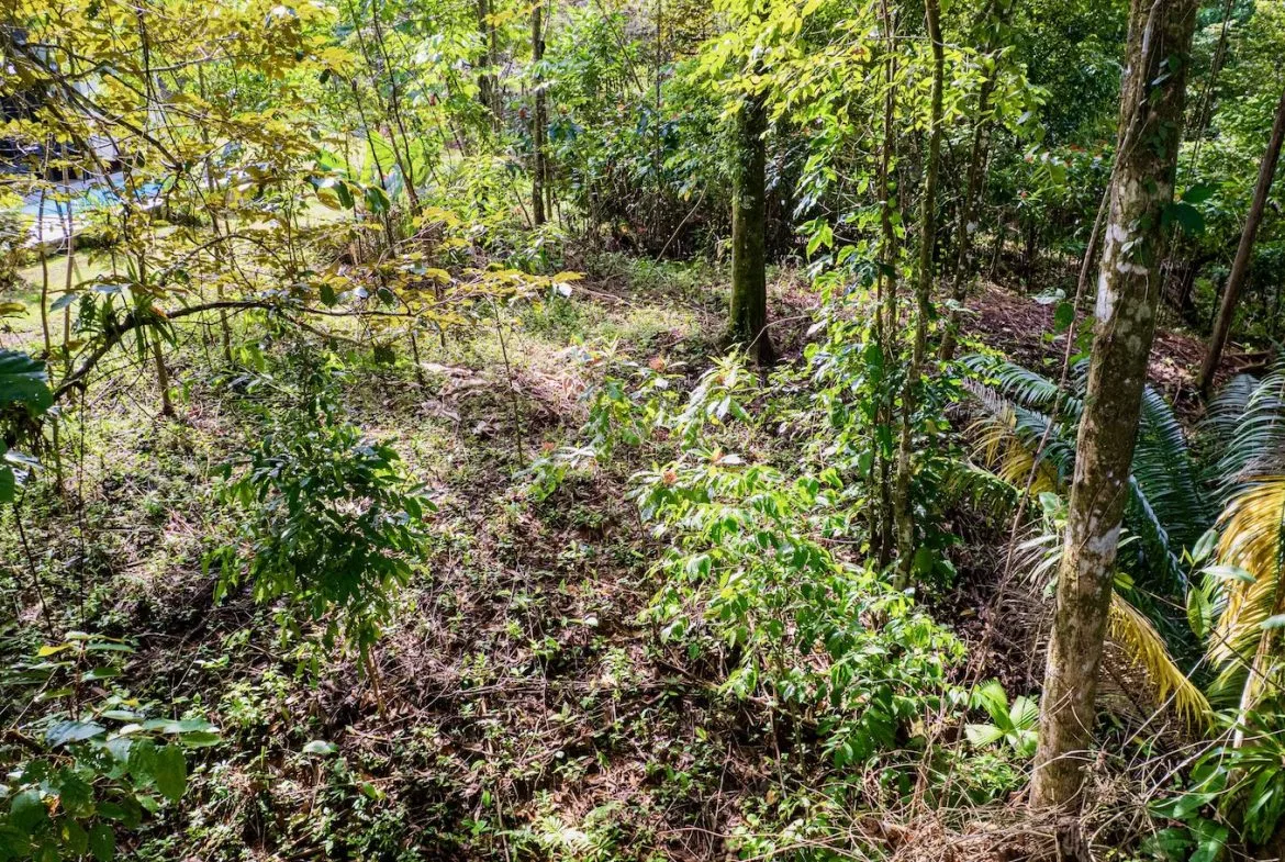 BUILDING JUNGLE PROPERTY WITH TREES VIEWS, IN OJOCHAL – 0.32 ACRES, photo 18