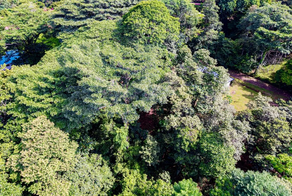 BUILDING JUNGLE PROPERTY WITH TREES VIEWS, IN OJOCHAL – 0.32 ACRES, photo 20