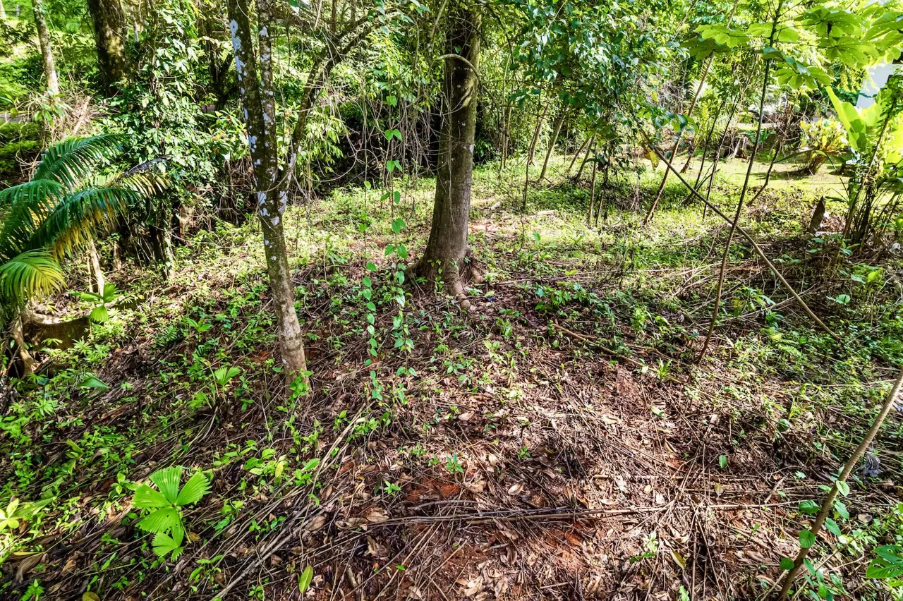 BUILDING JUNGLE PROPERTY WITH TREES VIEWS, IN OJOCHAL – 0.32 ACRES, photo 3