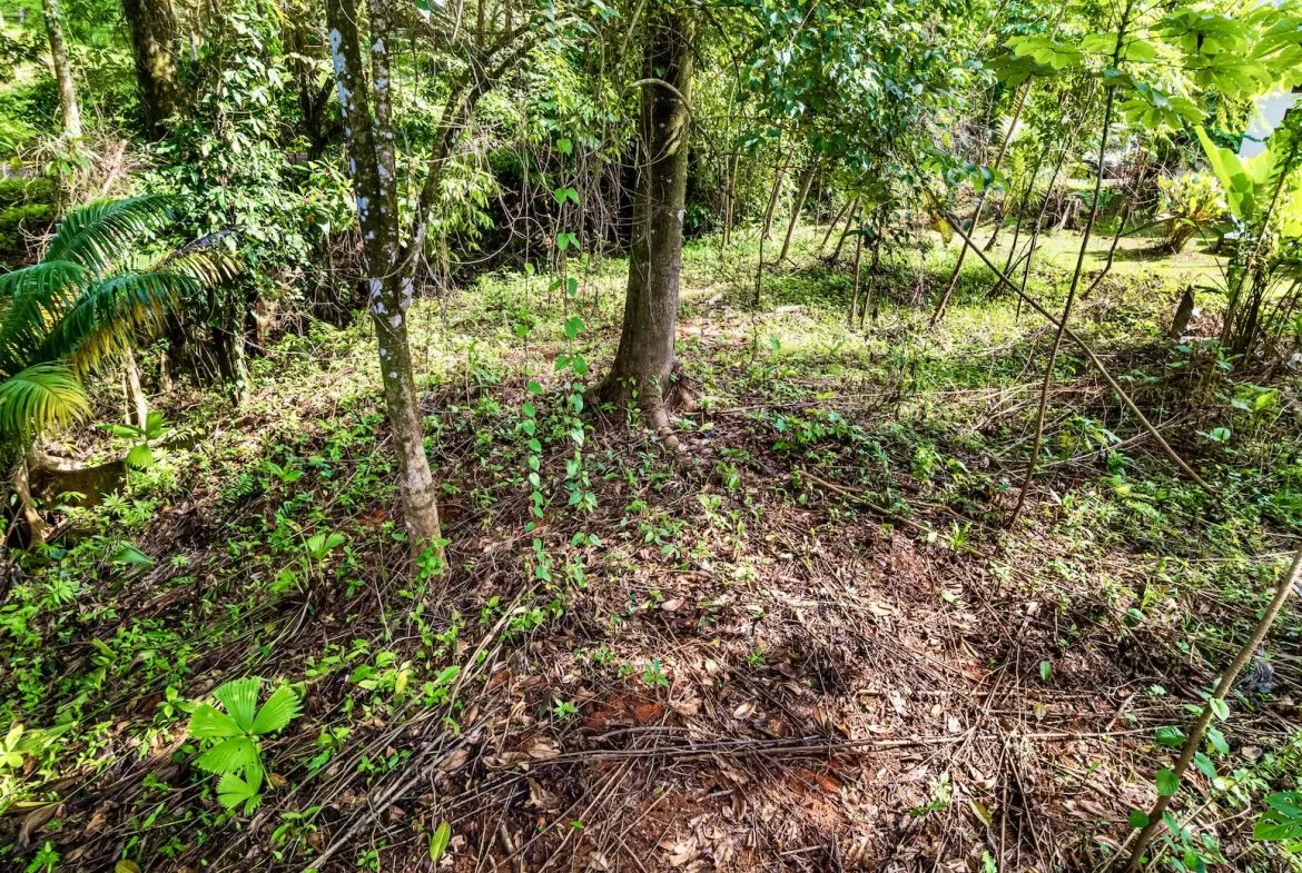 BUILDING JUNGLE PROPERTY WITH TREES VIEWS, IN OJOCHAL – 0.32 ACRES, photo 4