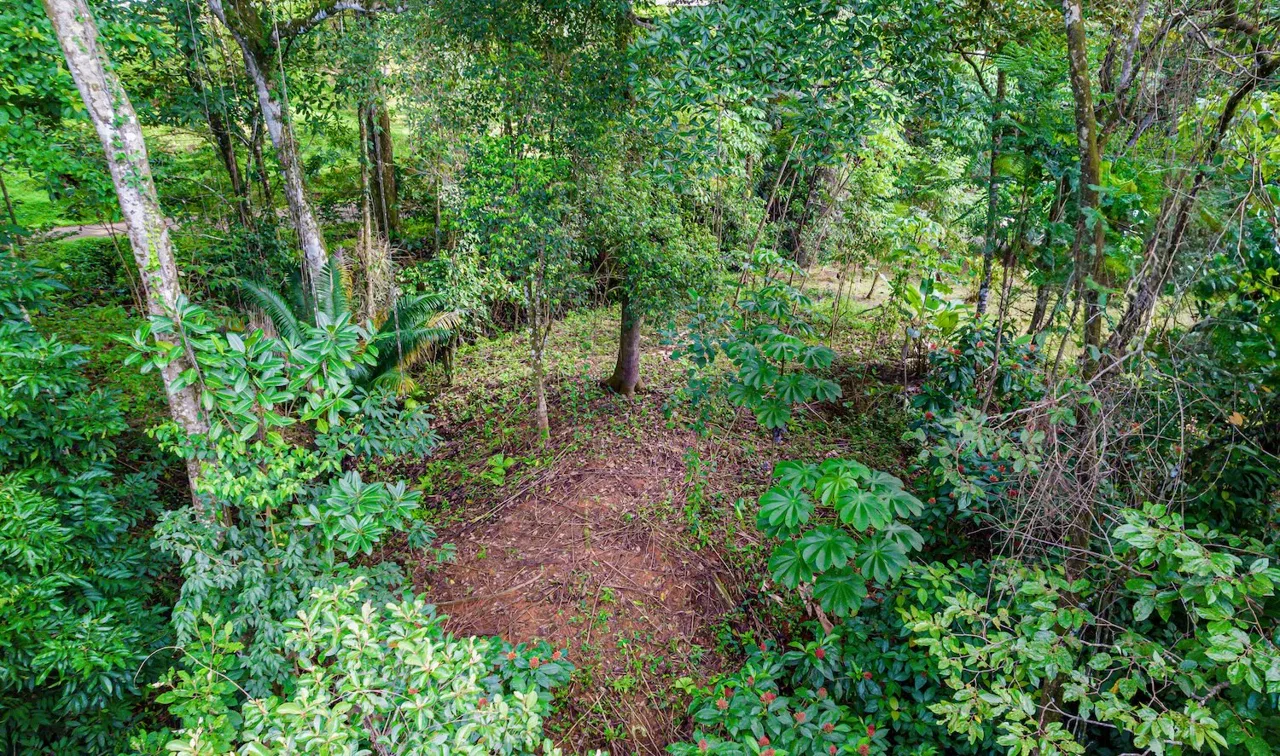 BUILDING JUNGLE PROPERTY WITH TREES VIEWS, IN OJOCHAL – 0.32 ACRES, photo 5