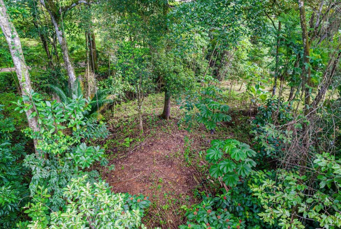 BUILDING JUNGLE PROPERTY WITH TREES VIEWS, IN OJOCHAL – 0.32 ACRES, photo 6