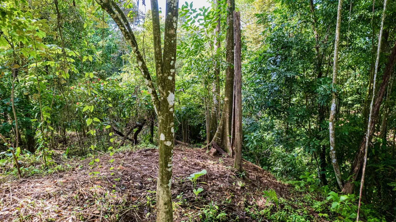 BUILDING JUNGLE PROPERTY WITH TREES VIEWS, IN OJOCHAL – 0.32 ACRES, photo 7