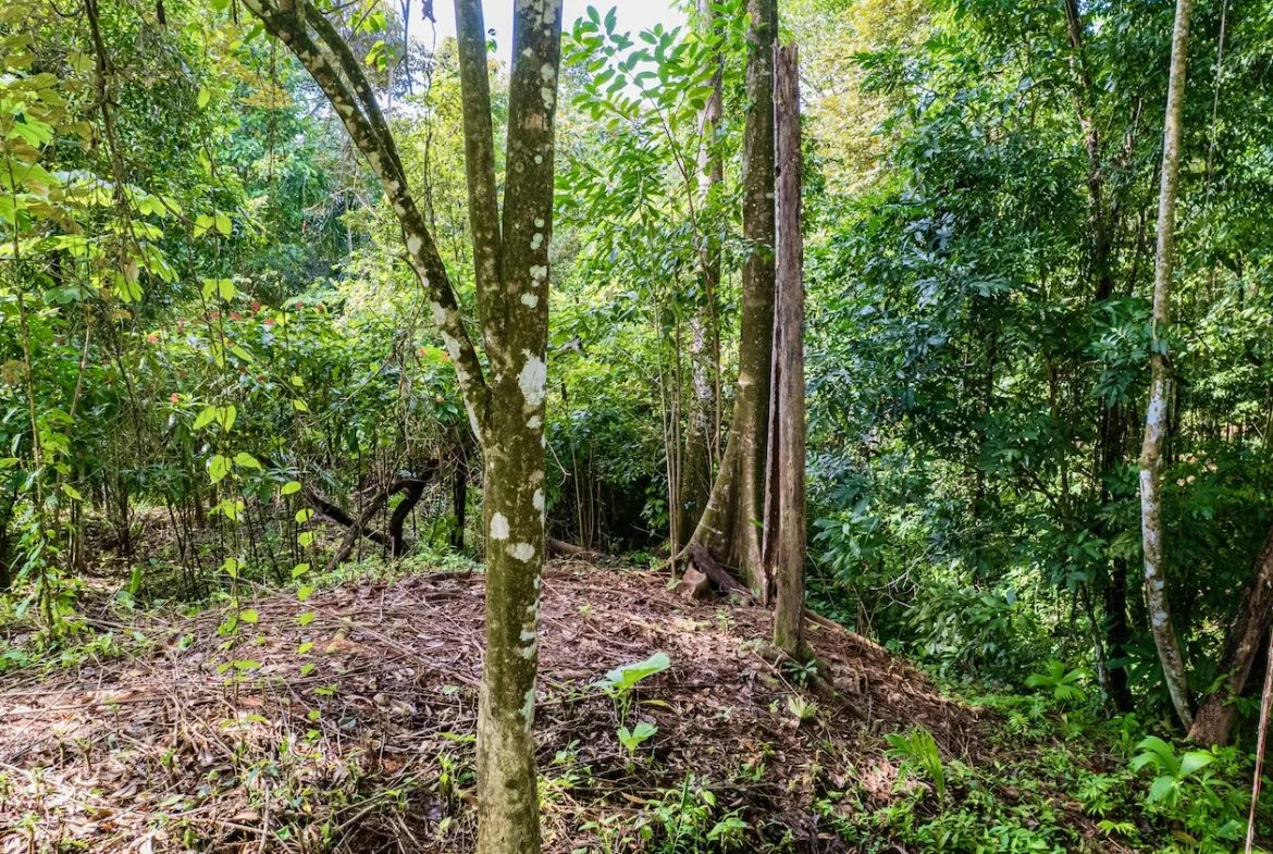 BUILDING JUNGLE PROPERTY WITH TREES VIEWS, IN OJOCHAL – 0.32 ACRES, photo 8