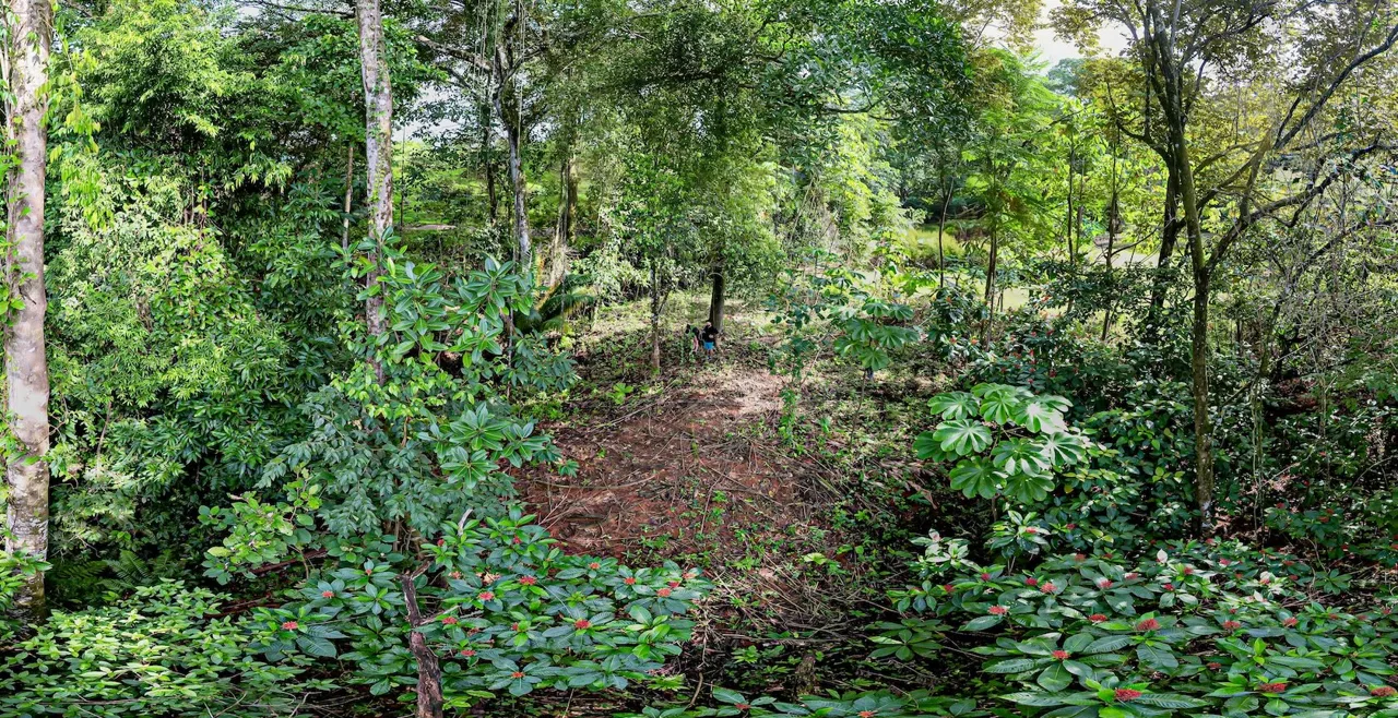 BUILDING JUNGLE PROPERTY WITH TREES VIEWS, IN OJOCHAL – 0.32 ACRES, photo 9