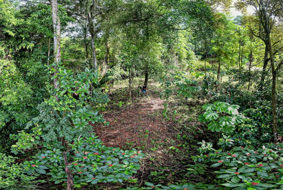 BUILDING JUNGLE PROPERTY WITH TREES VIEWS, IN OJOCHAL – 0.32 ACRES, photo 10