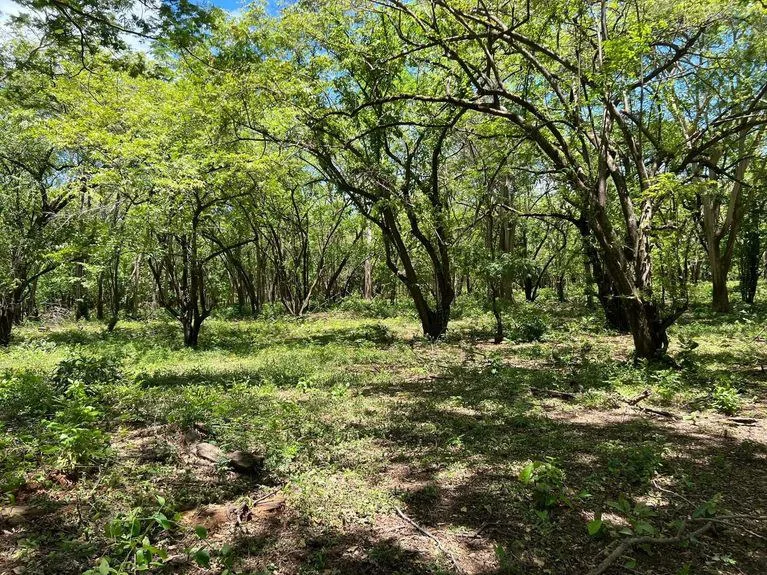 Development Parcel in Matapalo, photo 2