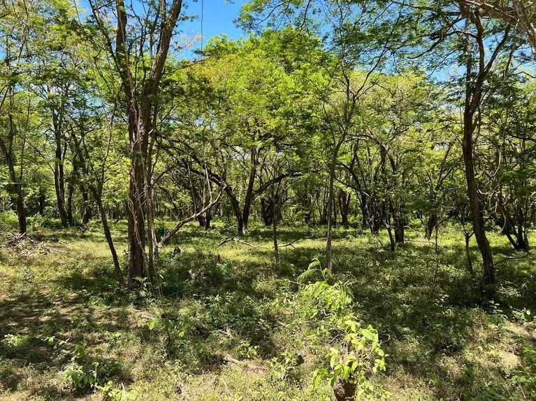 Development Parcel in Matapalo, photo 5