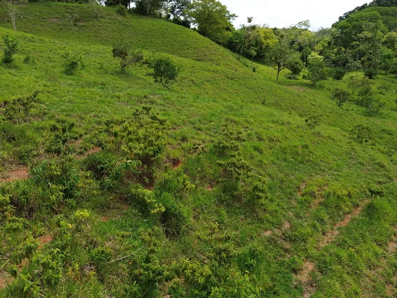 Land For Sale in Perez Zeledon, photo 7