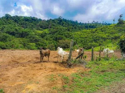 finca venta, photo 5