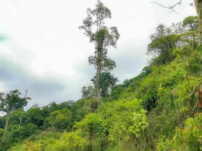 finca venta, photo 8