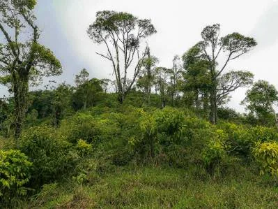 finca venta, photo 9