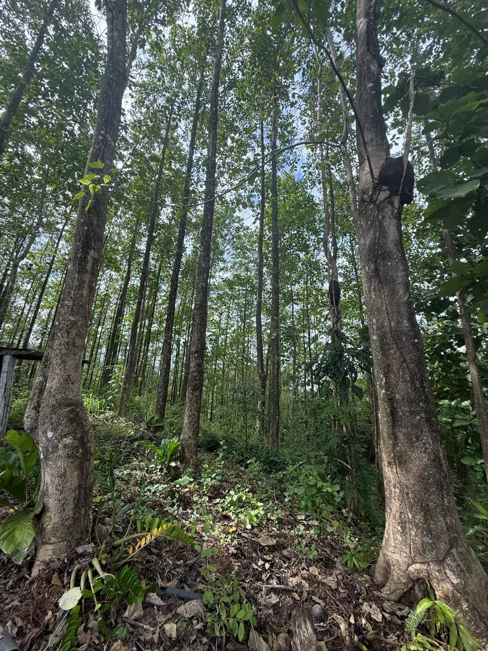 Productive Mango Farm for Sale in Turrubares el Llano, Costa Rica | 62,281 m², photo 2