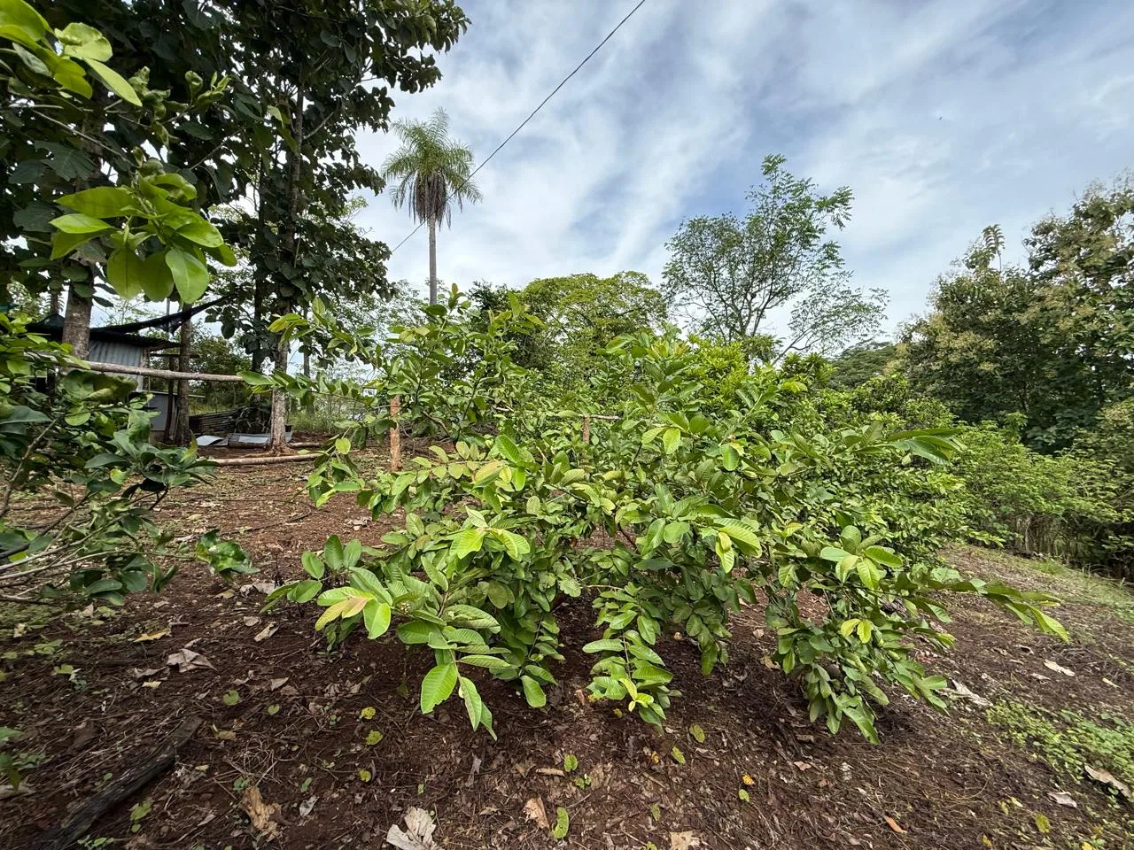 Productive Mango Farm for Sale in Turrubares el Llano, Costa Rica | 62,281 m², photo 12