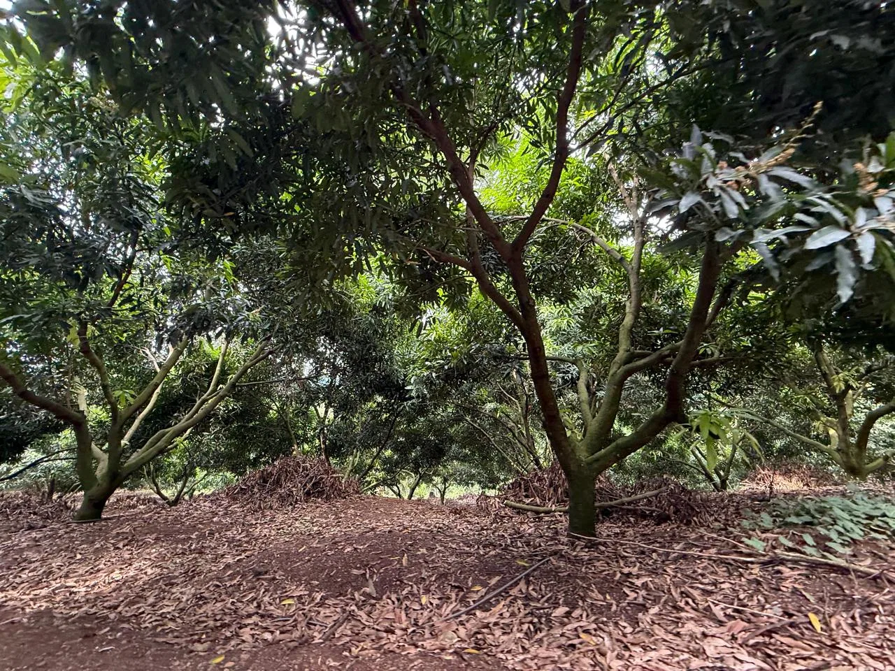 Productive Mango Farm for Sale in Turrubares el Llano, Costa Rica | 62,281 m², photo 13