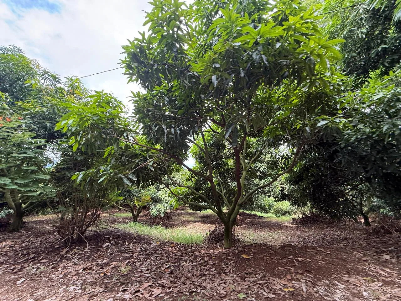 Productive Mango Farm for Sale in Turrubares el Llano, Costa Rica | 62,281 m², photo 14