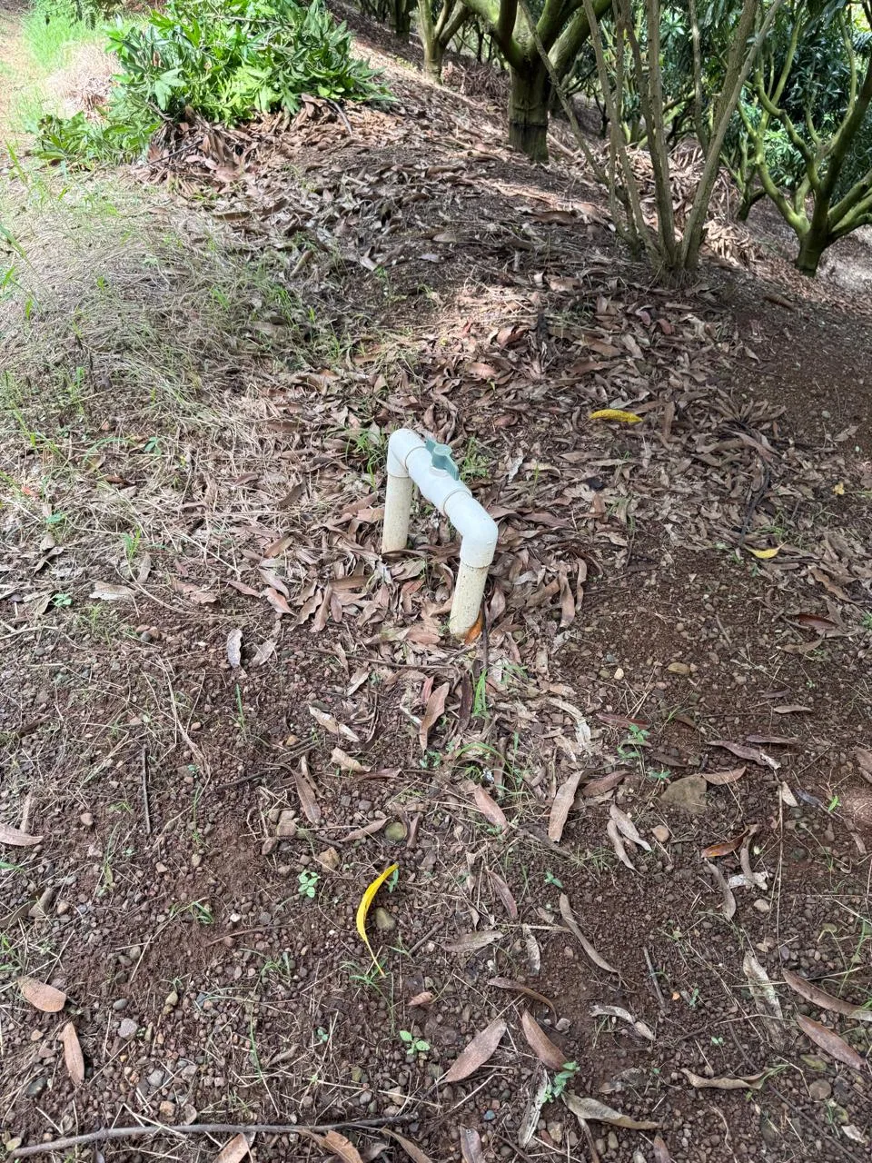 Productive Mango Farm for Sale in Turrubares el Llano, Costa Rica | 62,281 m², photo 16