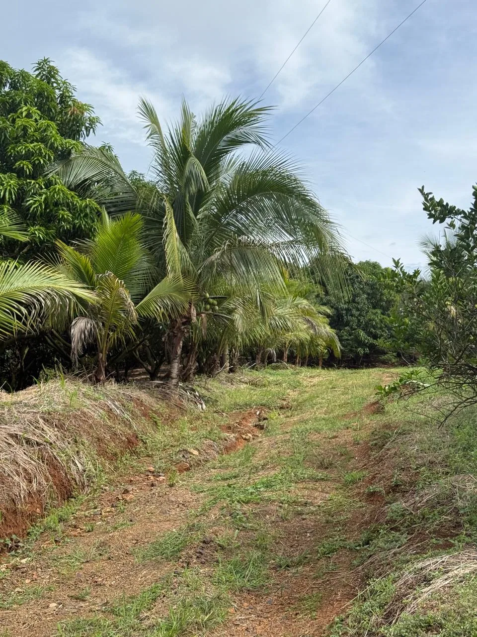 Productive Mango Farm for Sale in Turrubares el Llano, Costa Rica | 62,281 m², photo 20